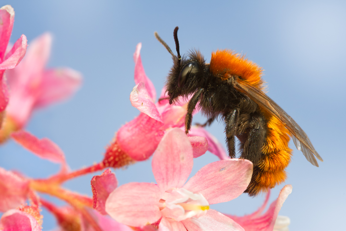 Tawny Mining Bee 7